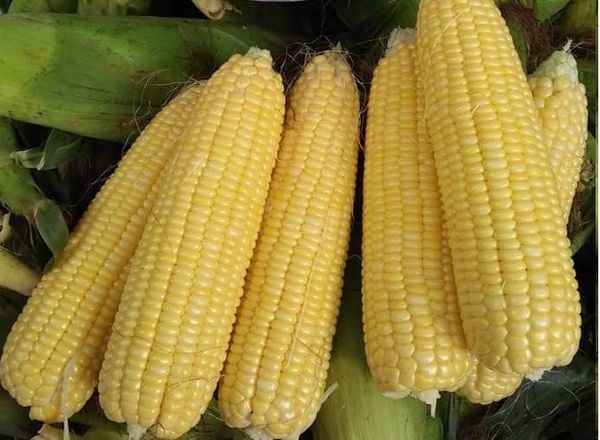  Golden Cob - Ngô ngọt (Ngô Mỹ) ( bắp) 