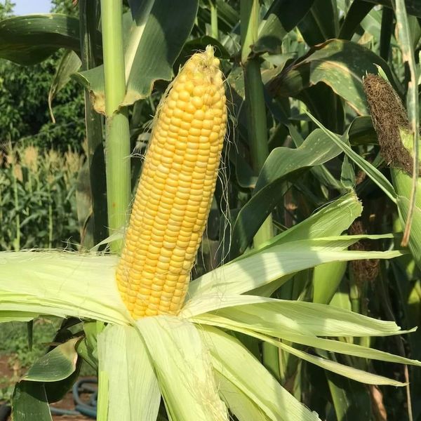  Honey 10 - Ngô ngọt (Ngô Mỹ) ( bắp) (500g) 