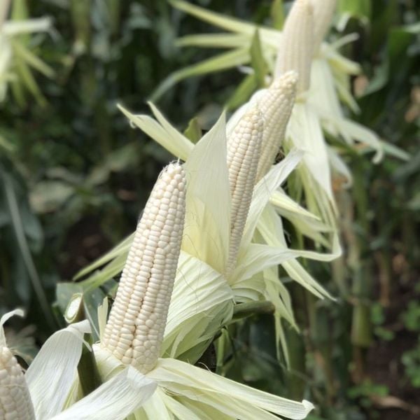  Lion 10 - Ngô ( bắp) nếp lai F1 