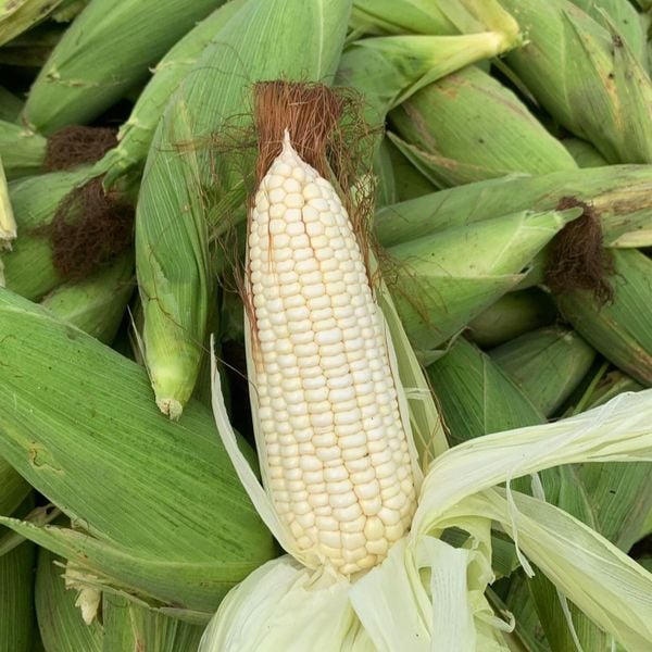  Bắp nù Lộc Trời (1kg) 