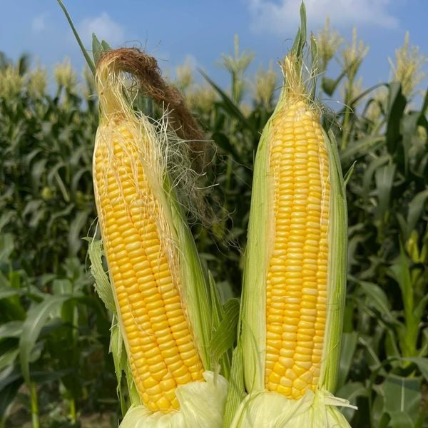  Bắp ( Ngô) siêu ngọt Nova (100g) 