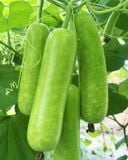  Bầu siêu trái 447 (100 hạt) 