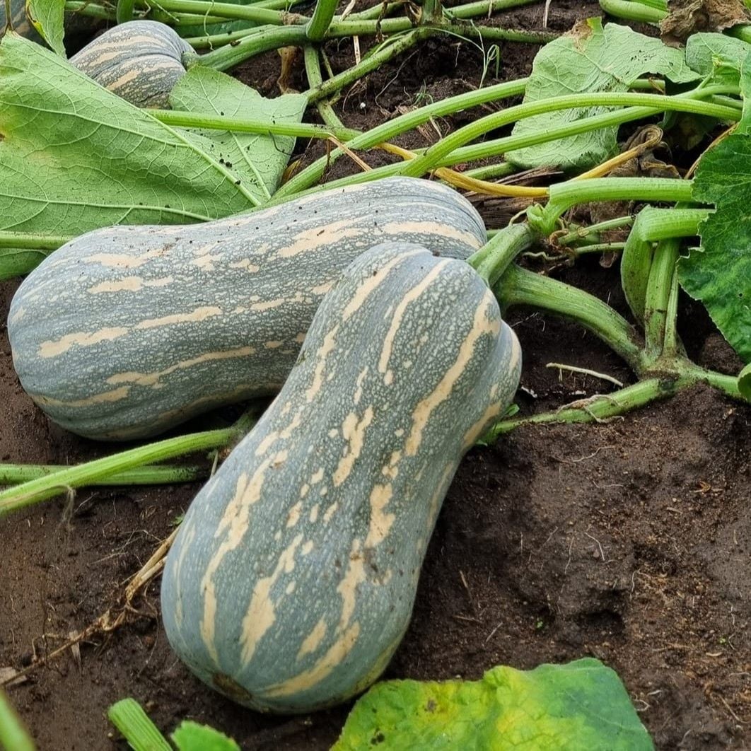  Super Dream 63 - Bí đỏ lai F1 (11g) 