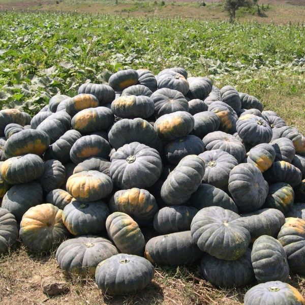  Puto 909 - Bí đỏ bánh xe lai F1 (20g) 