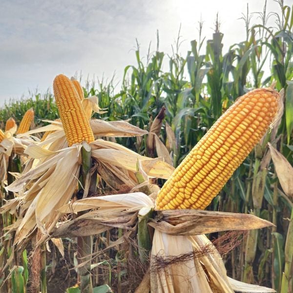  CP 511S - Ngô ( bắp) biến đổi gen 