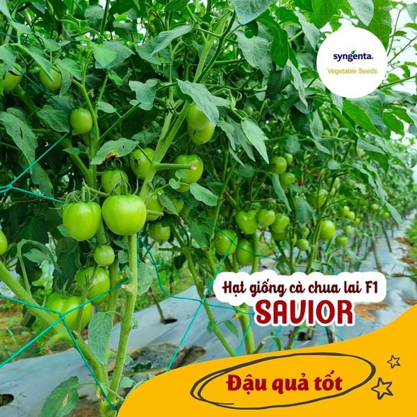  Savior - Cà chua lai F1 (5g) 