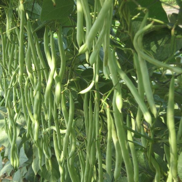  Đậu cove Én Vàng 224 (100g) 