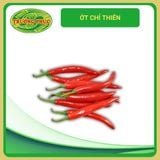  Ớt chỉ thiên 