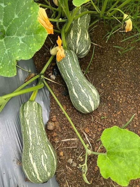  Bí Đậu Thần 191 HMT (100 hạt) 