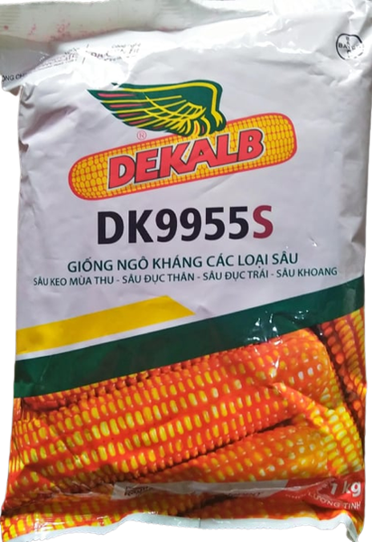  DK 9955s - Ngô ( bắp ) chuyển gen (1 kg) 