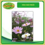  Hoa sao nhái (1gói) 