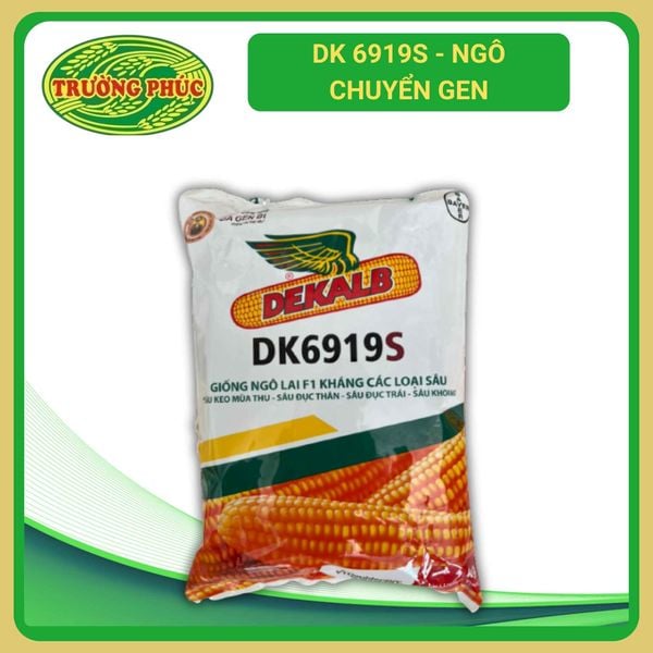  DK 6919s - Ngô ( bắp) chuyển gen (1 kg) 