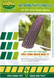  Hắc Long - Ngô ( bắp) nếp tím lai F1 (50g) 