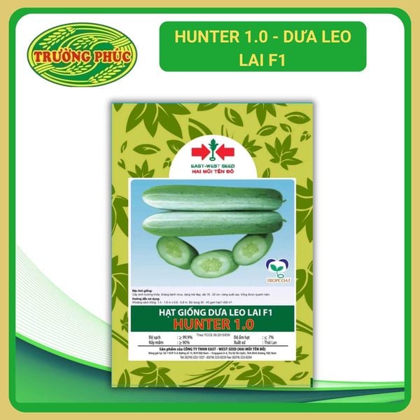  Hunter 1.0 - Dưa leo lai F1 