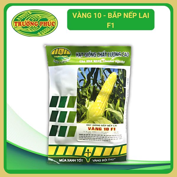  Vàng 10 - Bắp(Ngô) nếp lai F1 (50g) 