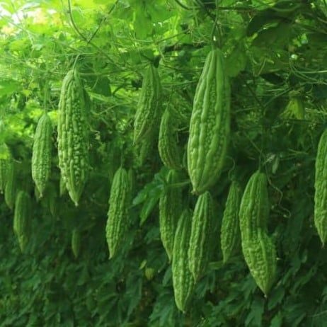  Khổ qua Sunny 55 (20g) 