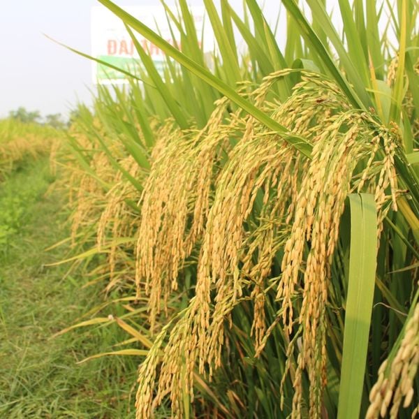  Đài Thơm 8 VINASEED (20 kg) 