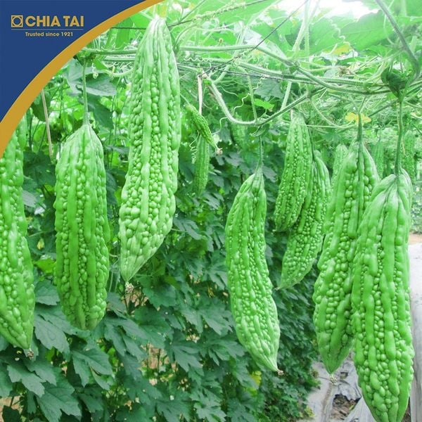  Lucky 01 - Khổ qua lai F1 (20g) 