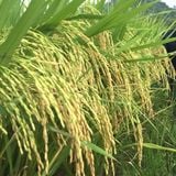  LY 2099 - Lúa lai 3 dòng (1kg) 