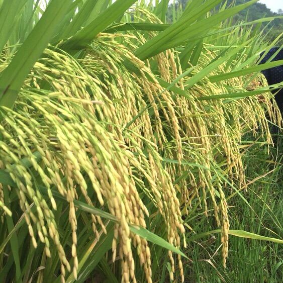  LY 2099 - Lúa lai 3 dòng (1kg) 