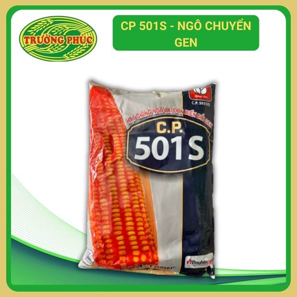  CP 501s - Ngô ( bắp) chuyển gen (1 kg) 