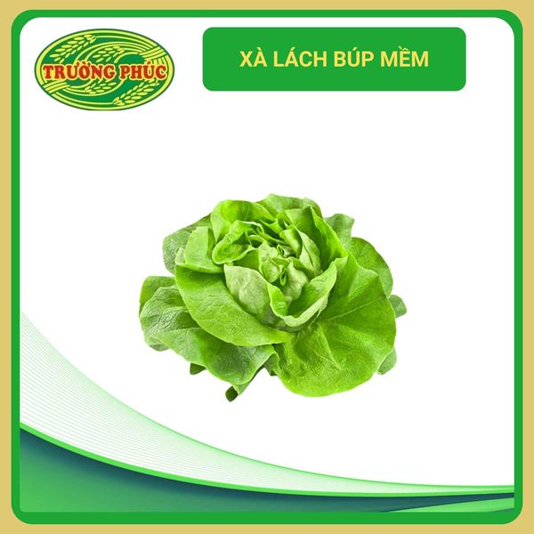  Xà lách búp mềm (5g) 