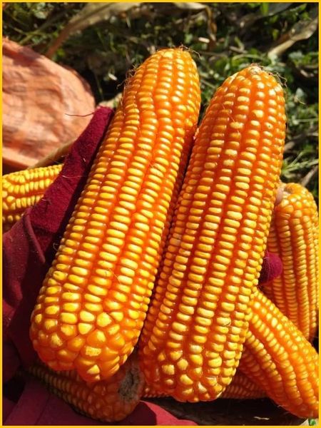  CP 511 - Ngô ( bắp ) lai F1 (1 kg) 