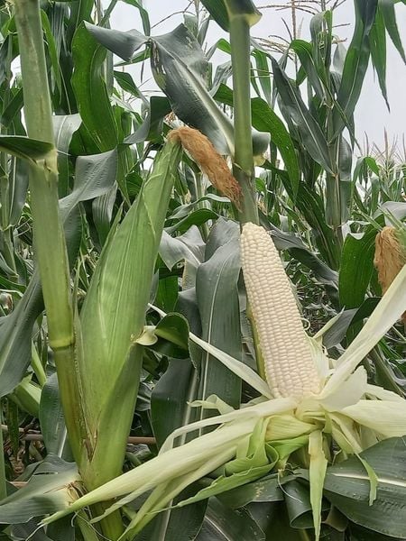  Ngọc Trai - Ngô ( bắp) nếp lai F1 (100g) 