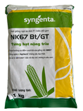  NK 67 Bt/Gt - Ngô ( bắp) chuyển gen (1 kg) 