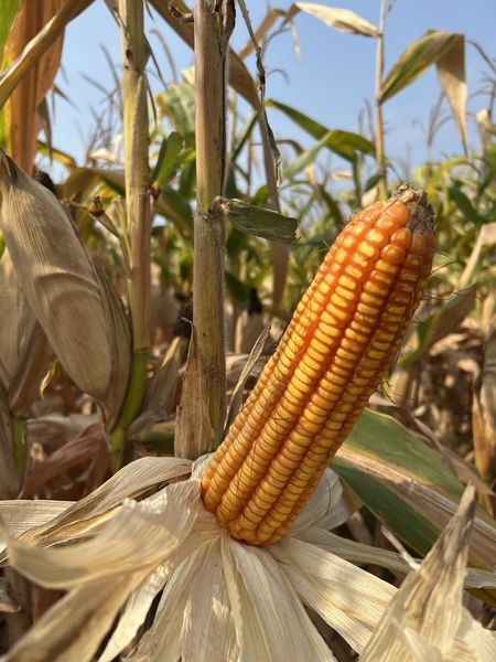  NK 67 Bt/Gt - Ngô ( bắp) chuyển gen (1 kg) 