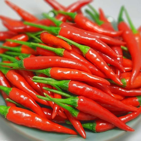  Ớt chỉ thiên F1 AGRITHAI 666 (5g) 