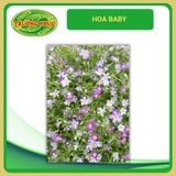  Hoa baby (1 gói) 