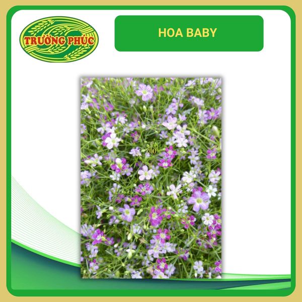  Hoa baby (1 gói) 