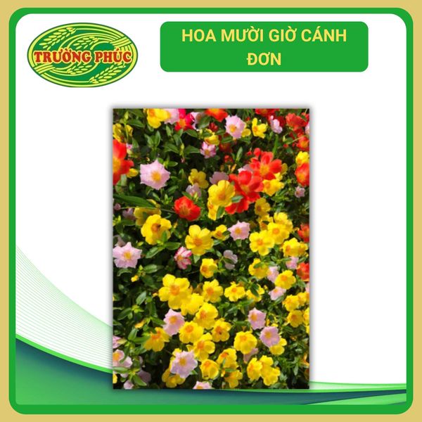  Hoa mười giờ cánh đơn (1 gói) 