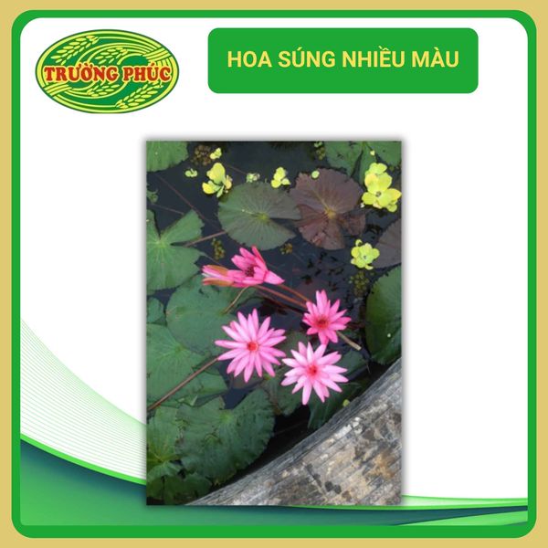  Hoa súng nhiều màu (1 gói) 