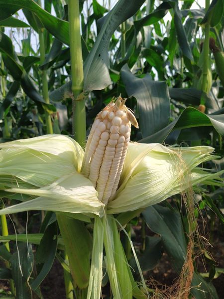  Thanh Nữ - Ngô ( bắp) nếp lai F1 (100g) 