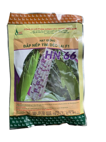  Tím dẻo HN66 - Ngô ( bắp) nếp lai F1 (100g) 