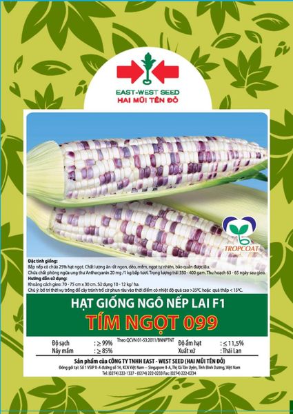  Tím Ngọt 099 - Ngô ( Bắp ) nếp lai F1 
