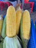  Hi - Brix 72 - Ngô ngọt (Ngô Mỹ) ( bắp ) (100g) 