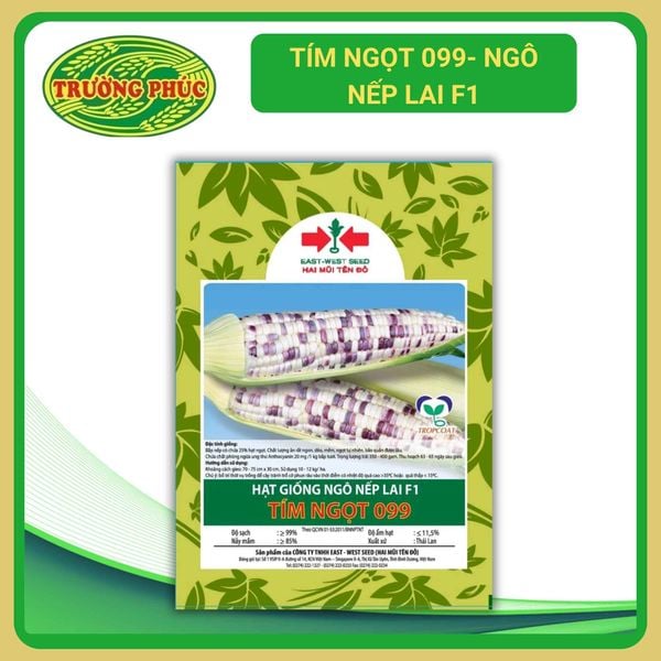  Tím Ngọt 099 - Ngô ( Bắp ) nếp lai F1 