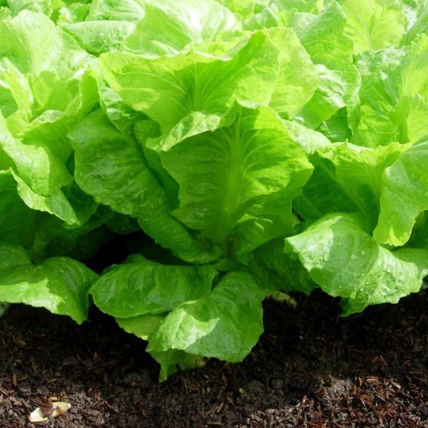  Xà lách 53 Én Vàng (10g) 