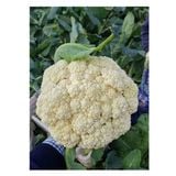  Súp lơ trắng lai F1 Snow New (10g) 