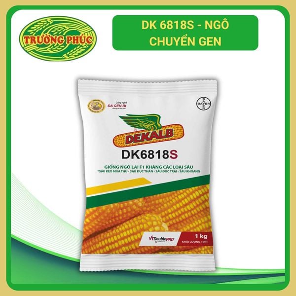  DK 6818s - Ngô ( bắp ) chuyển gen (1 kg) 