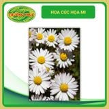  Hoa cúc hoạ mi (1 gói) 