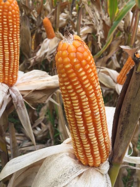  PAC 789 - Ngô ( bắp ) lai F1 (1 kg) 