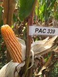  PAC 339 - Ngô (Bắp ) lai F1 (1 kg) 