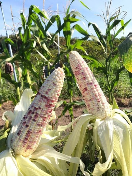  Tím Hoa 35 - Ngô ( bắp ) nếp lai F1 (100g) 