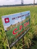  CP 134 - Giống lúa lai F1 (1 kg) 