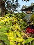  Bắp ( Ngô) siêu ngọt Nova (100g) 
