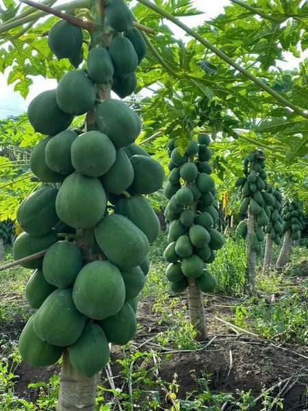  Đu đủ lùn lai F1 Sinta (20 hạt) 